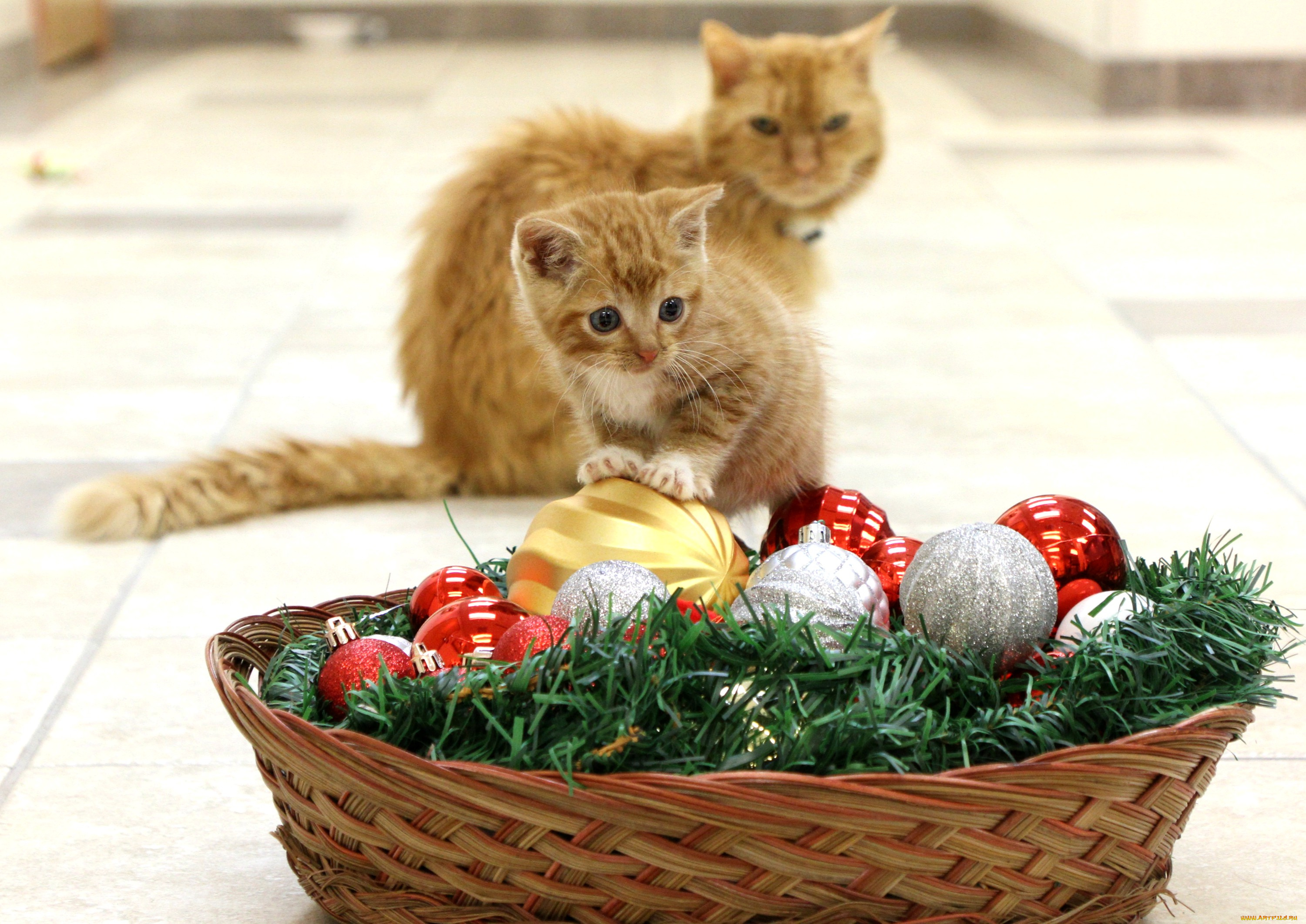 животные, коты, кот, кошка