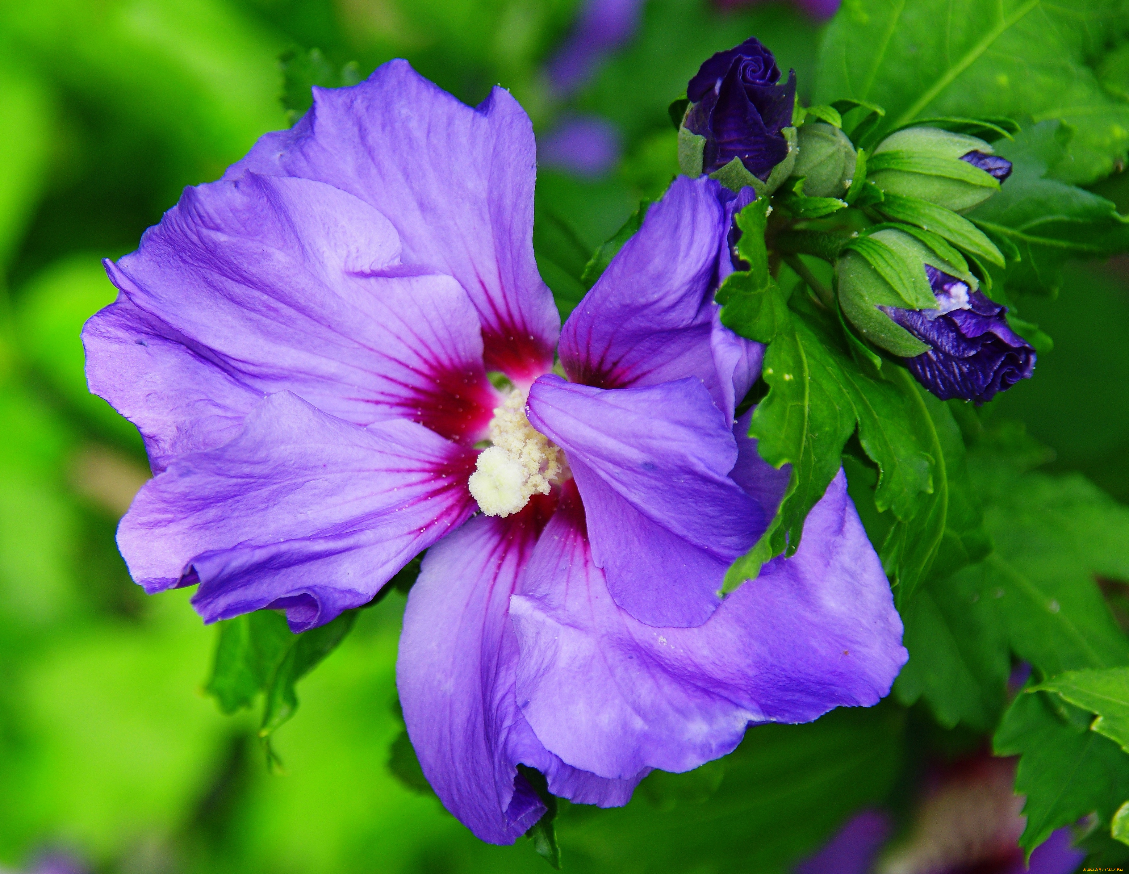 цветы, гибискусы, цветок