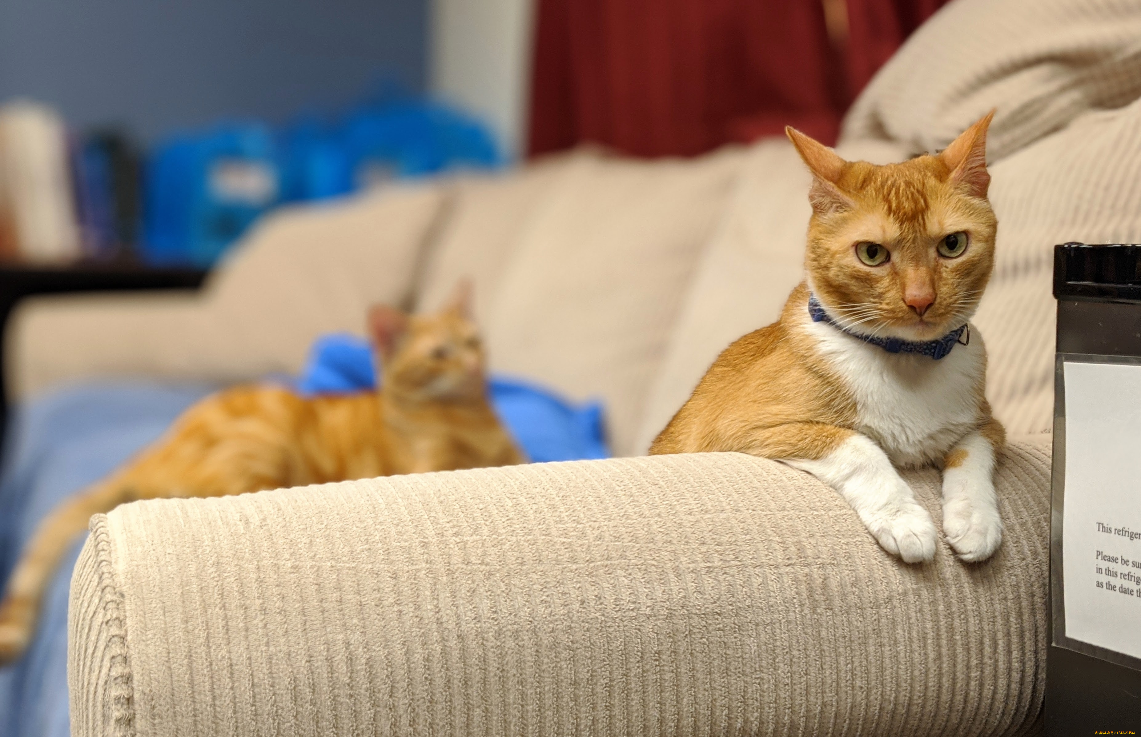 животные, коты, кот, кошка