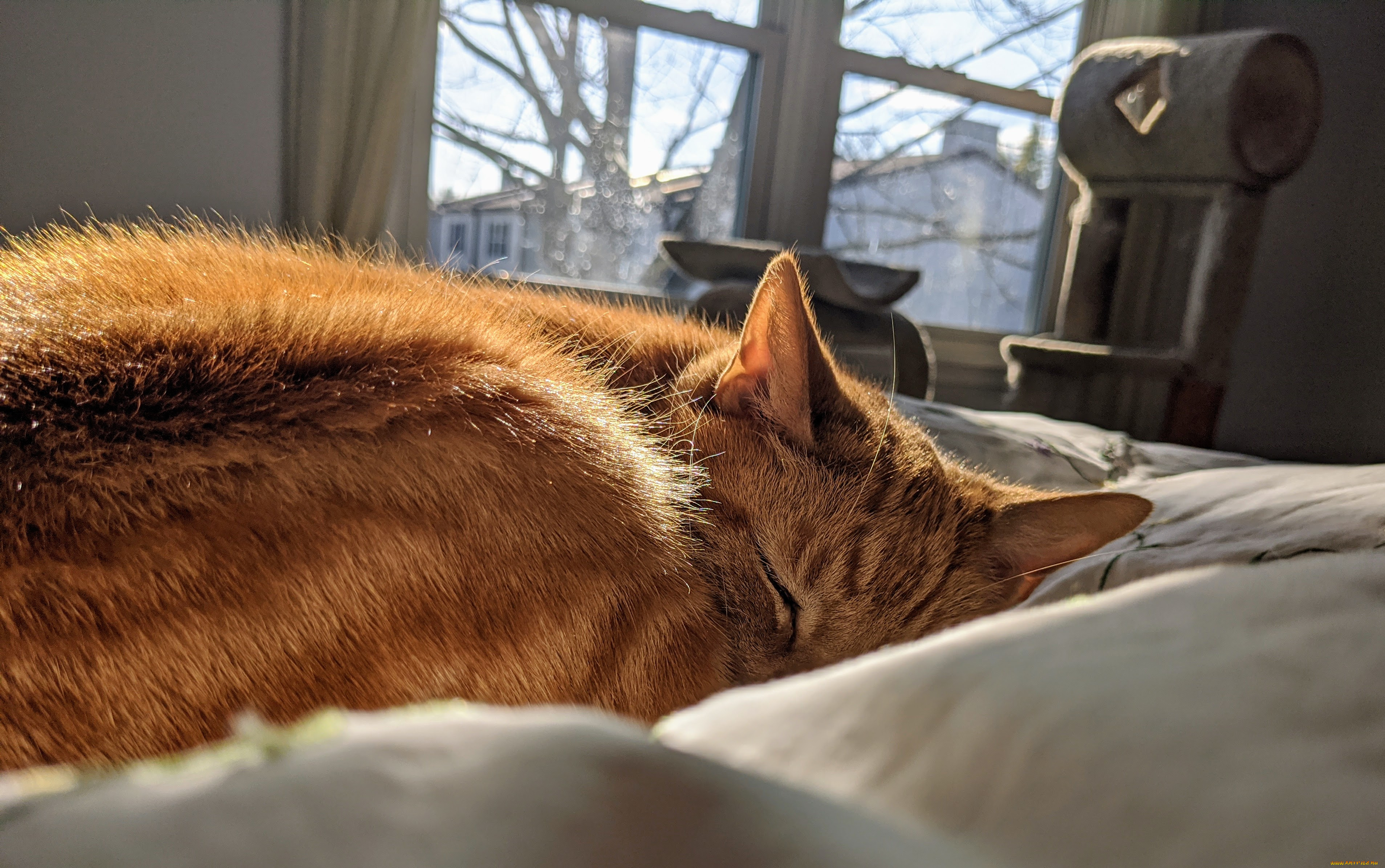 животные, коты, кот, кошка