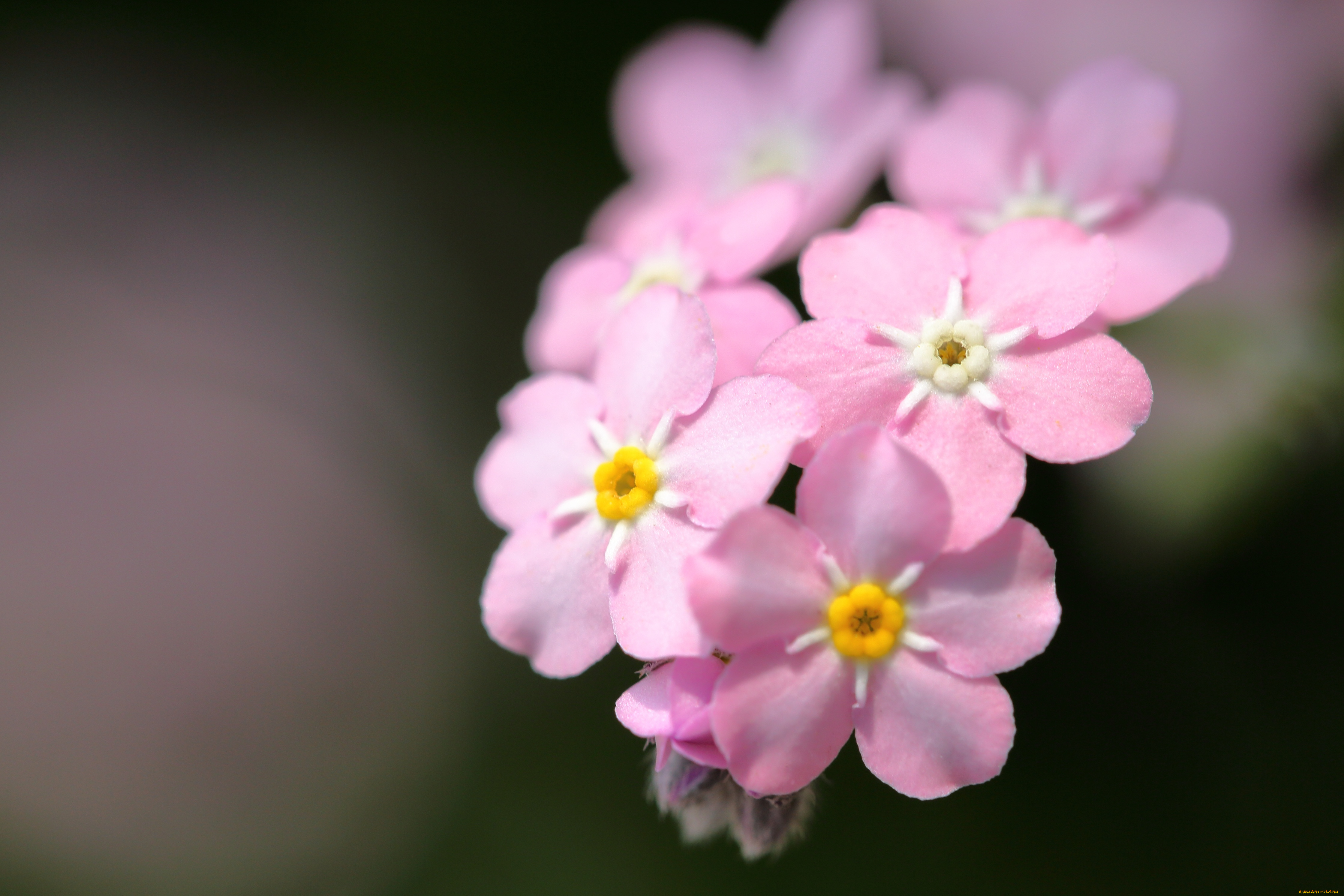 цветы, незабудки