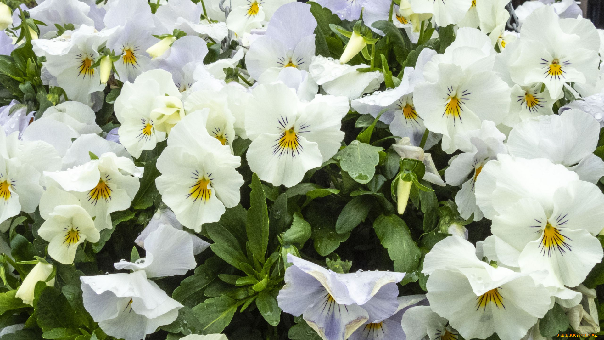 цветы, анютины, глазки, , садовые, фиалки, белые, анютины, глазки, много