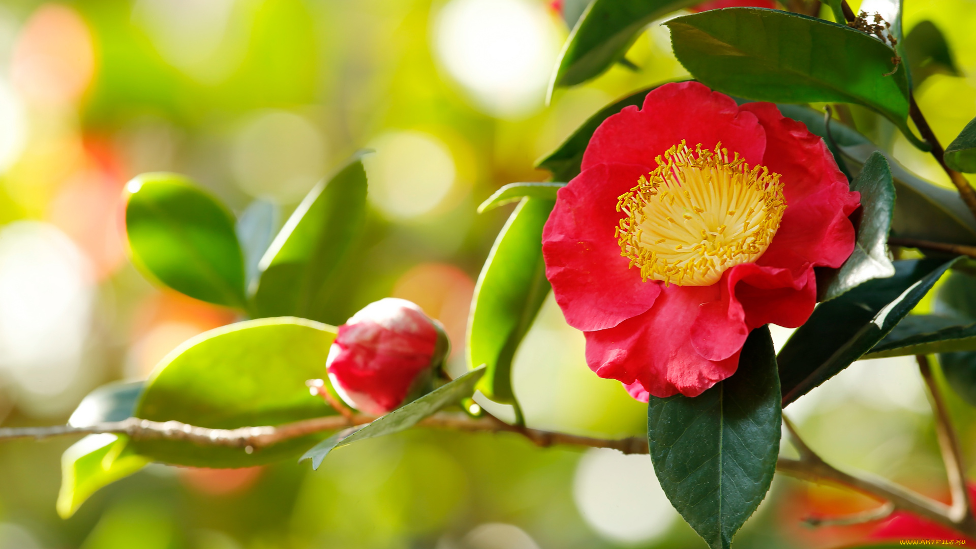 цветы, камелии