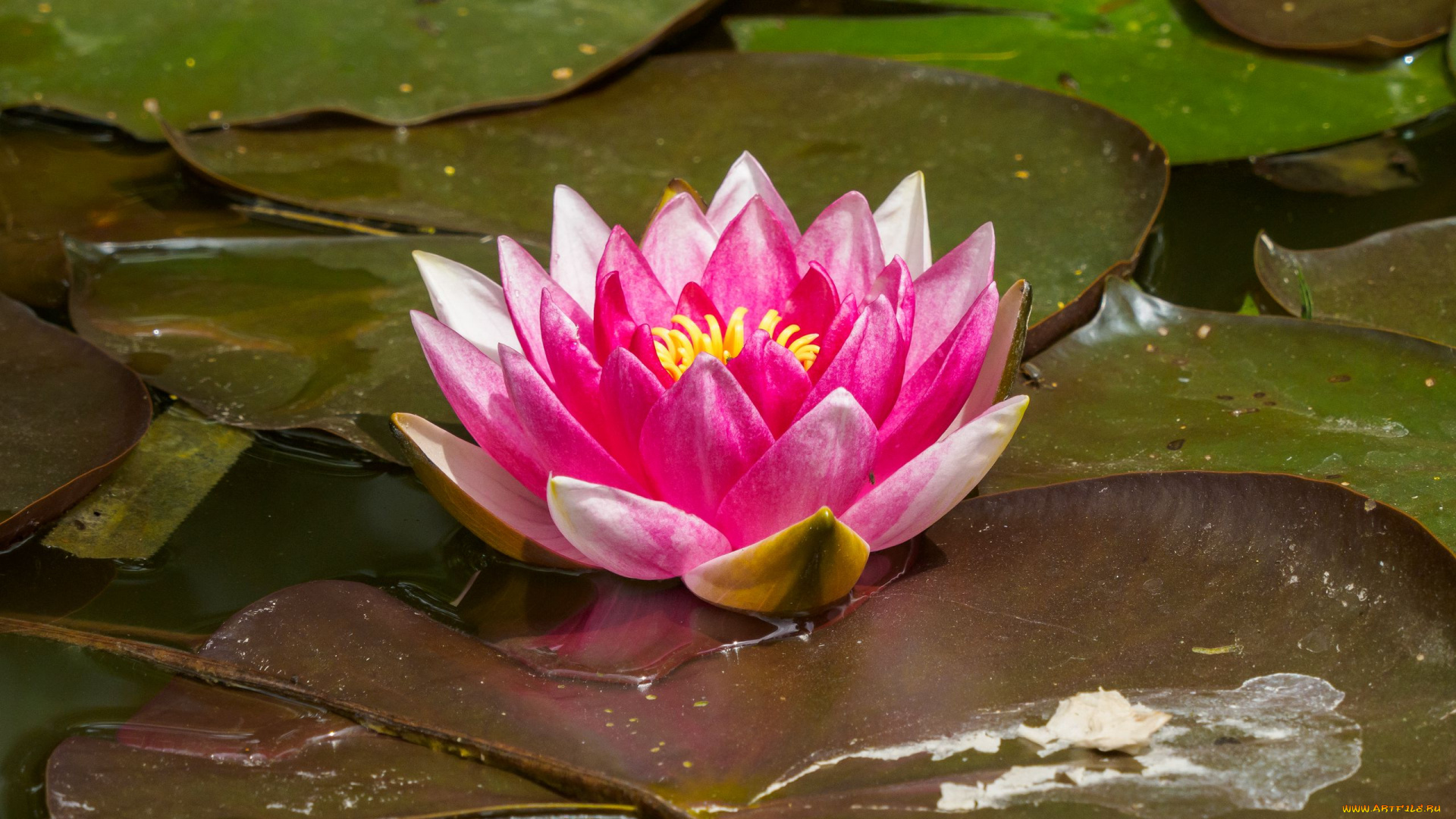 цветы, лилии, водяные, , нимфеи, , кувшинки, вода, розовая, водяная, лилия, листья