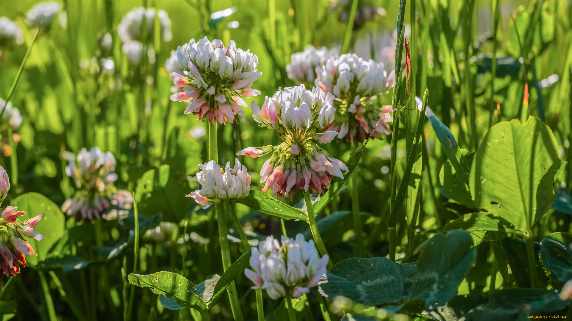 цветы, луговые, , полевые, , цветы, клевер