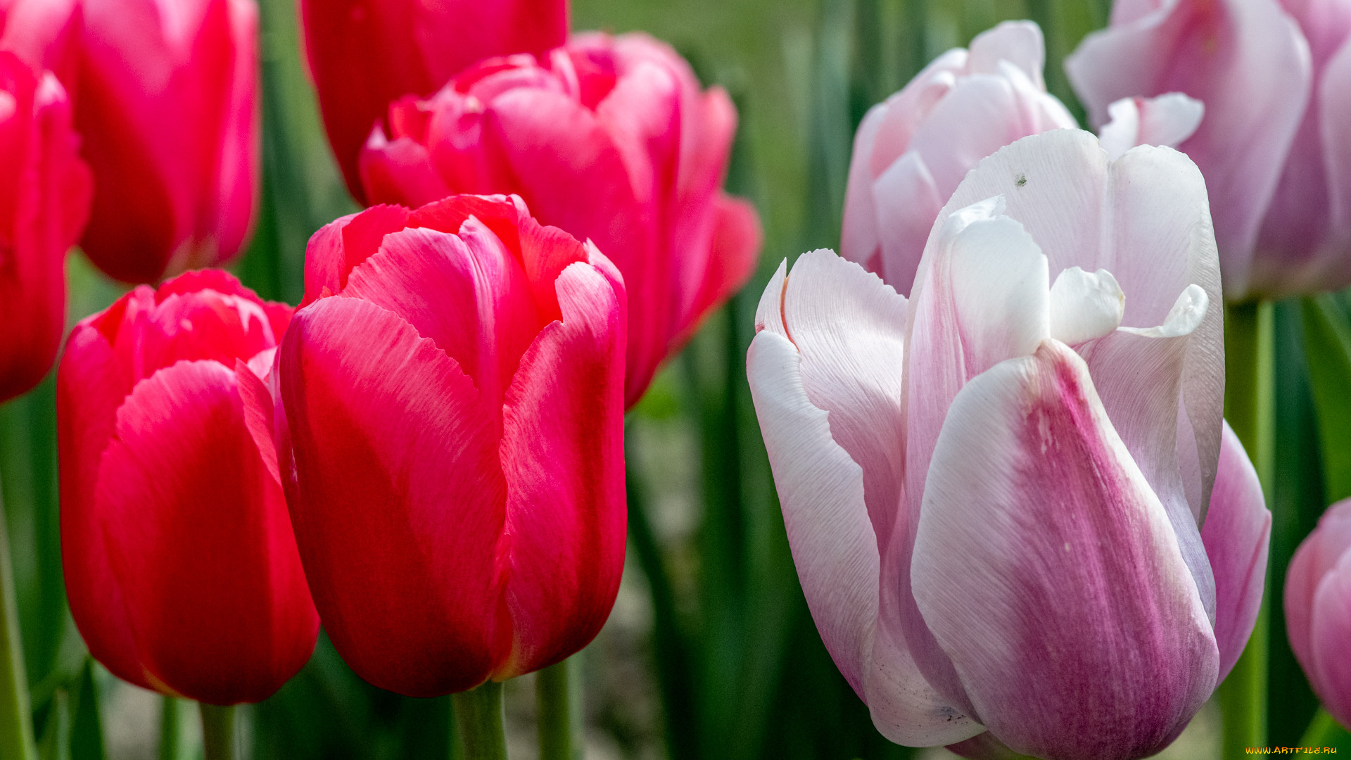 цветы, тюльпаны