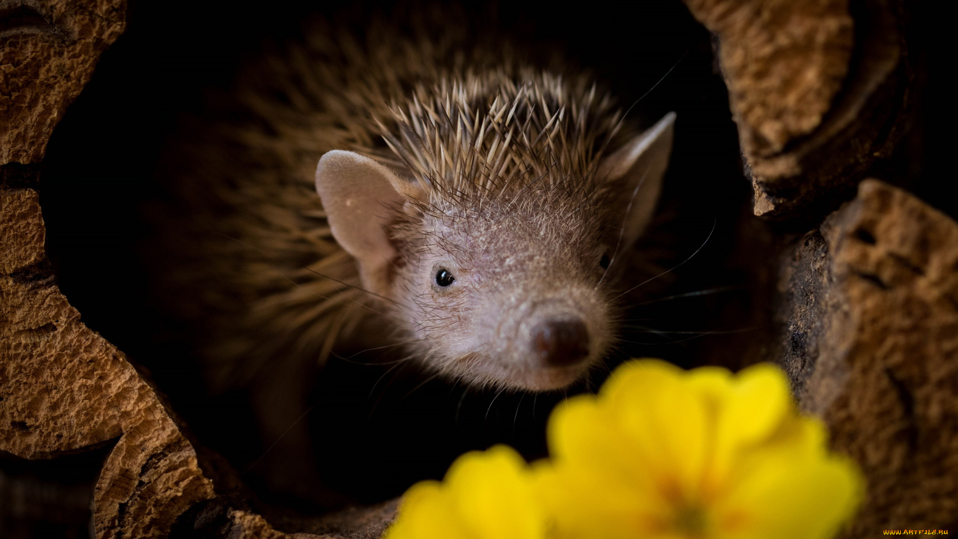 животные, ежи, ёжик