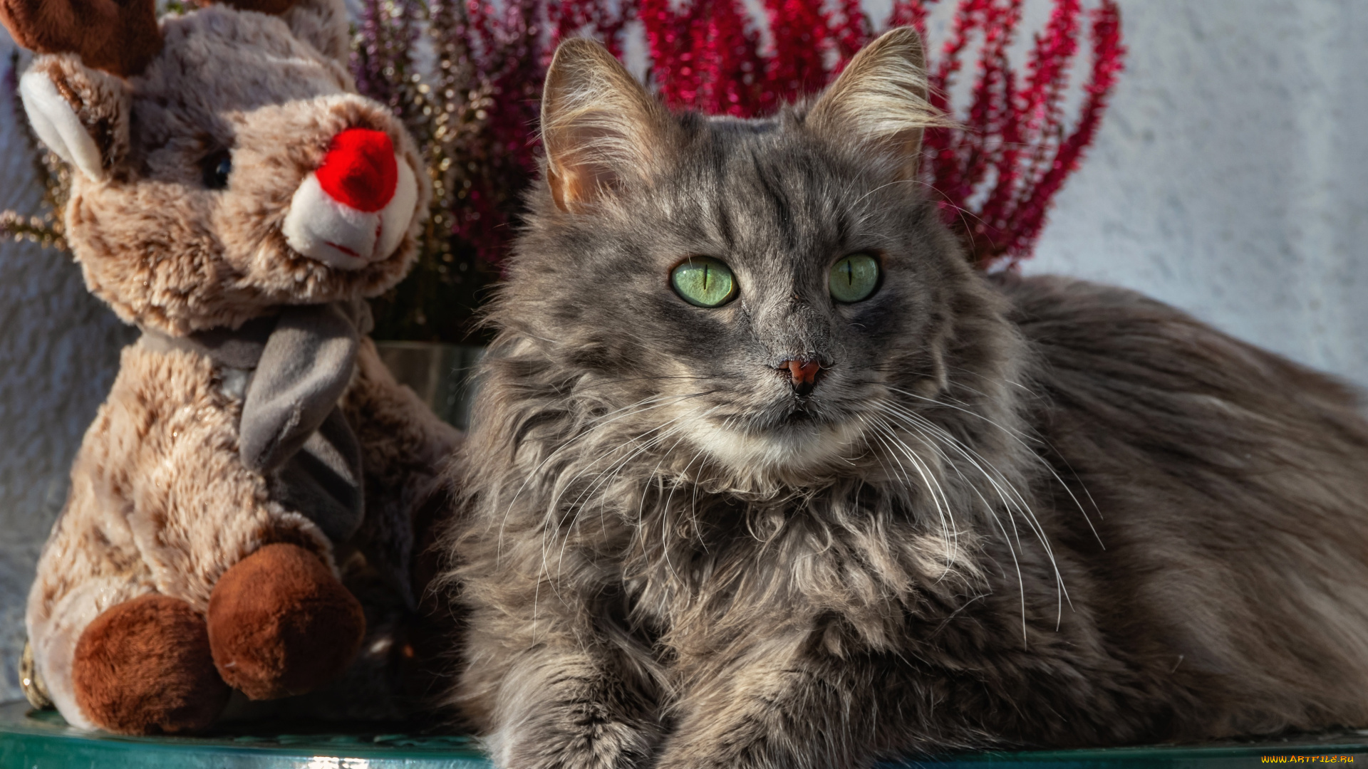 животные, коты, кот, кошка