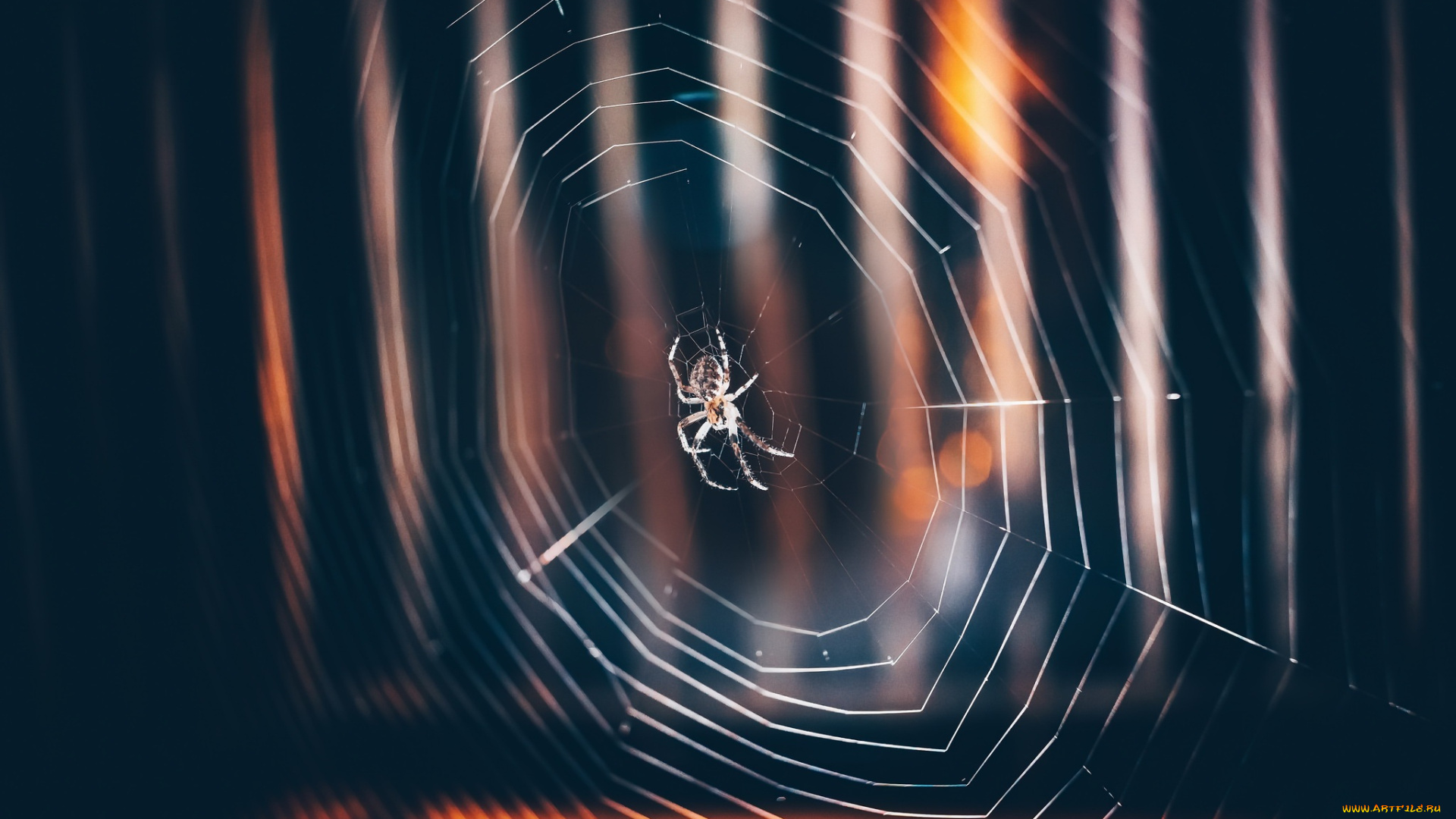 животные, пауки, паутина