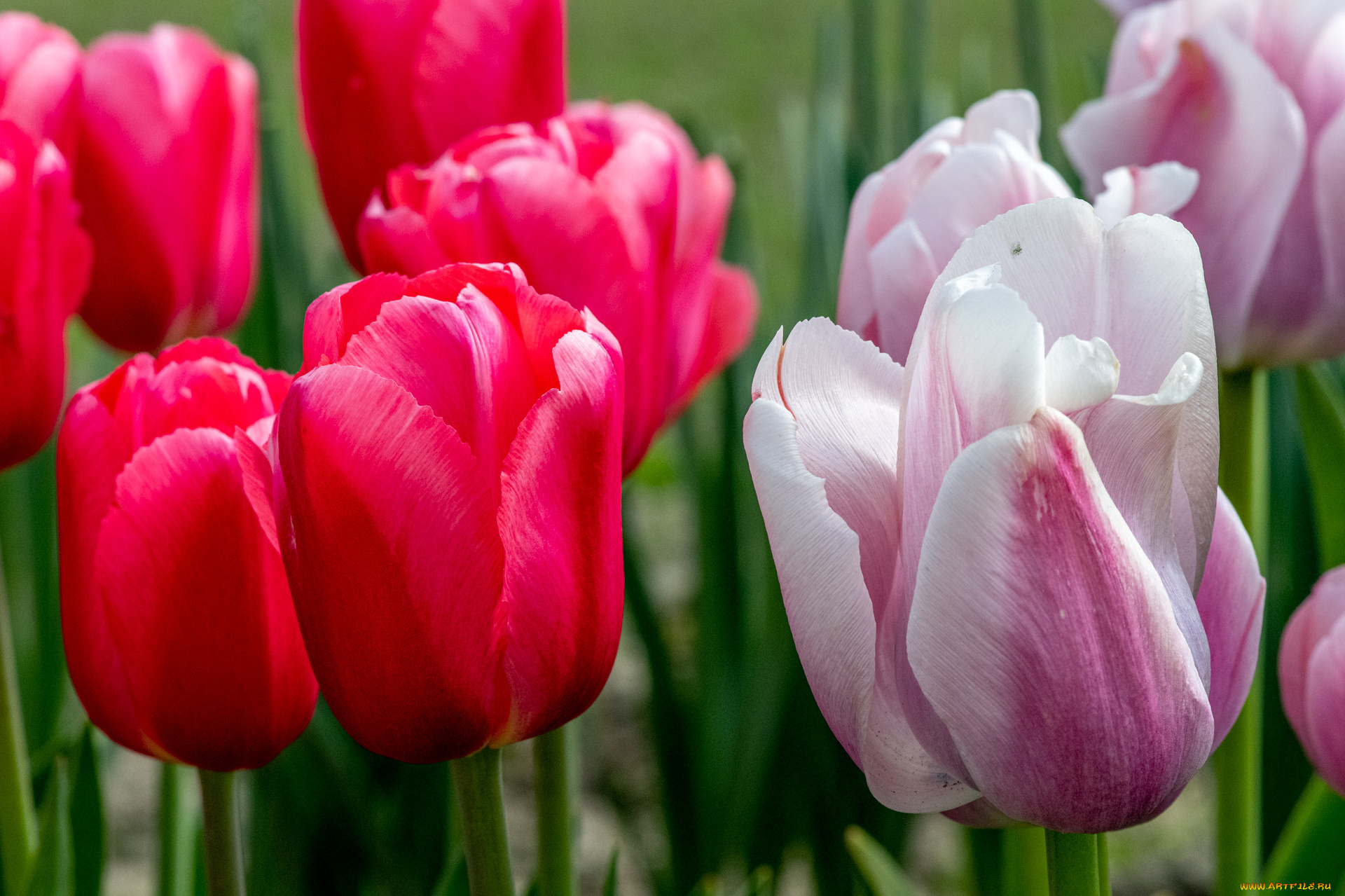 цветы, тюльпаны