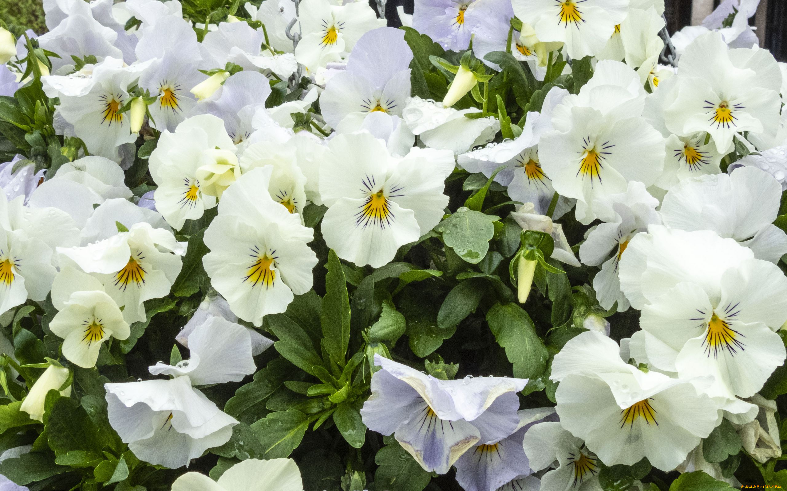 цветы, анютины, глазки, , садовые, фиалки, белые, анютины, глазки, много