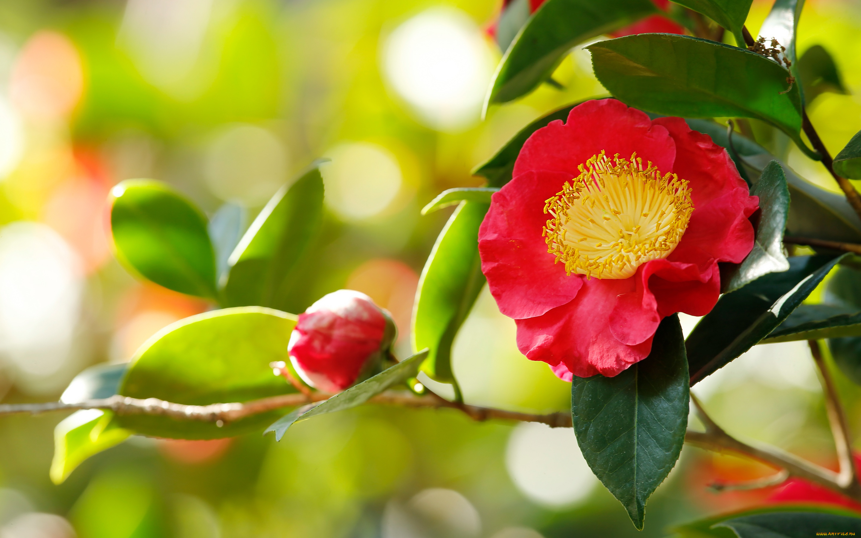 цветы, камелии