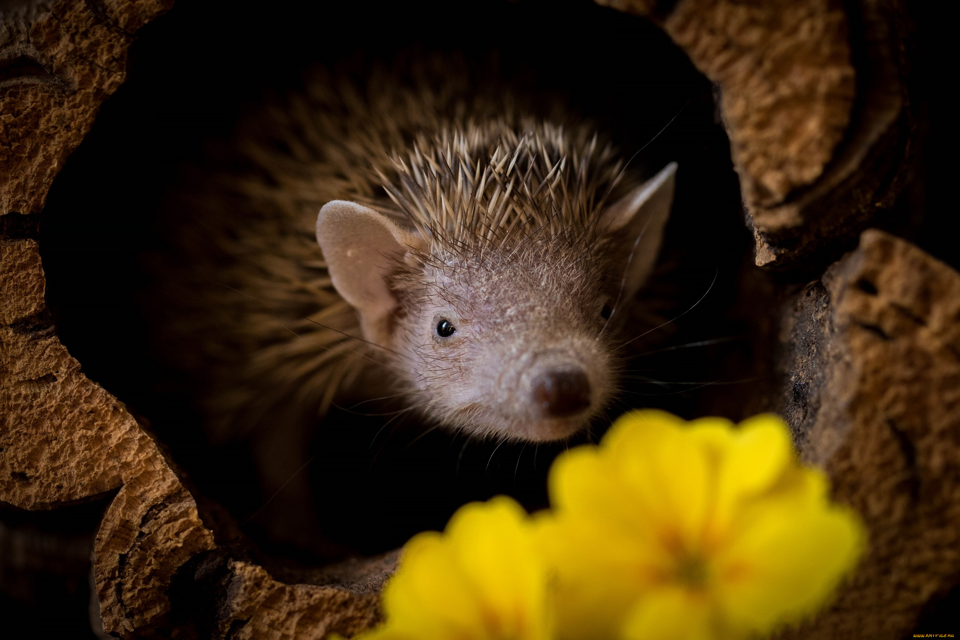 животные, ежи, ёжик