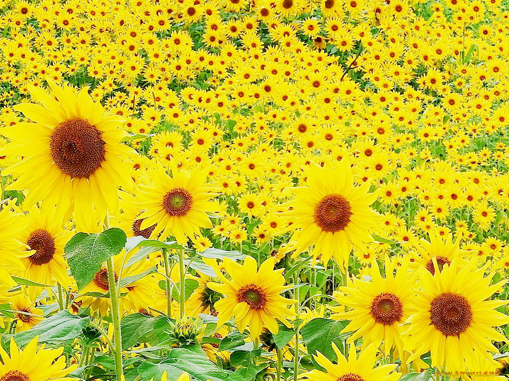 цветы, подсолнухи