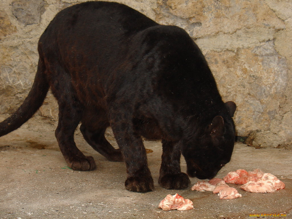 животные, пантеры