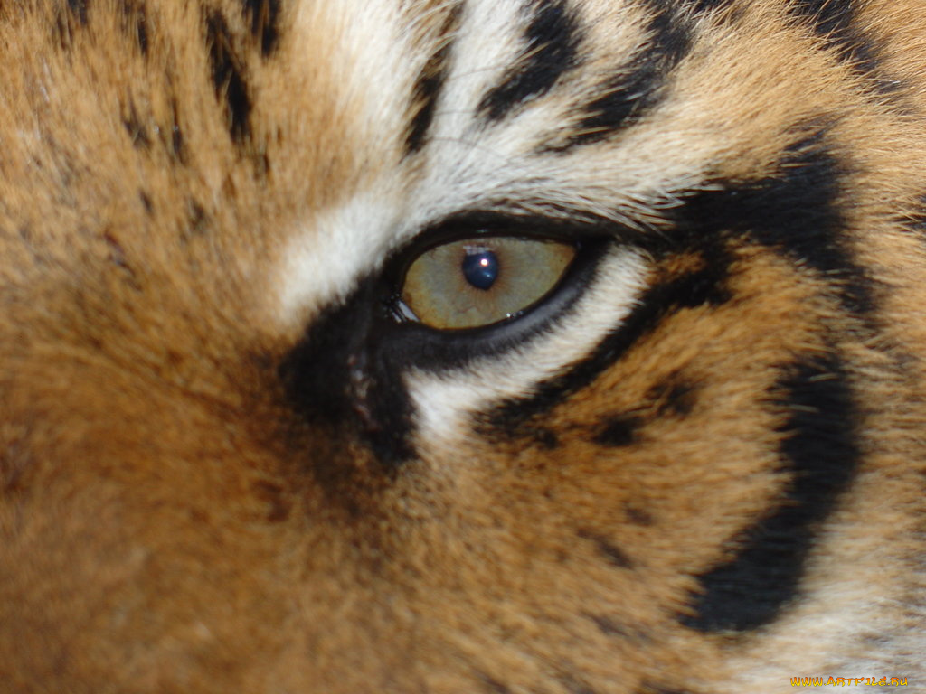 животные, тигры