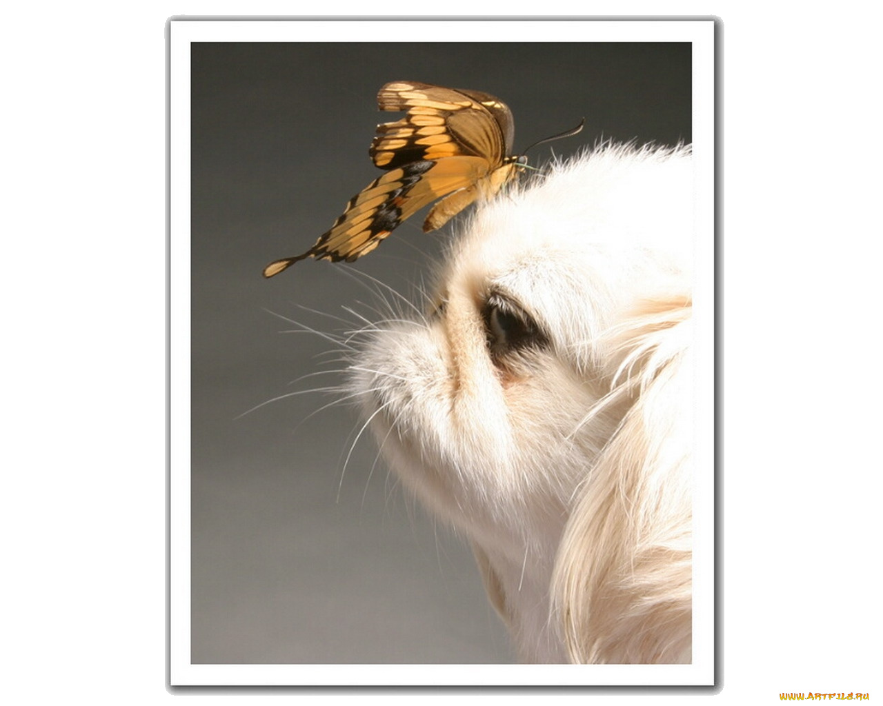 животные, разные, вместе