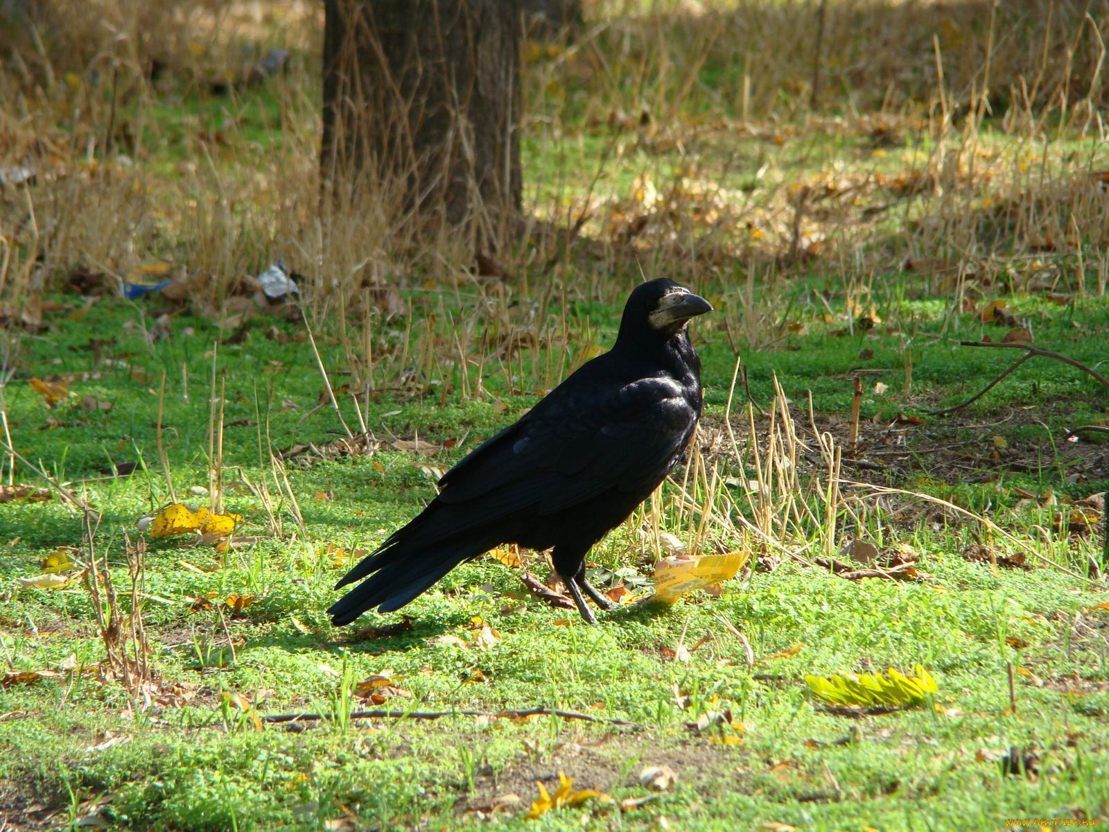 животные, вороны, грачи, галки