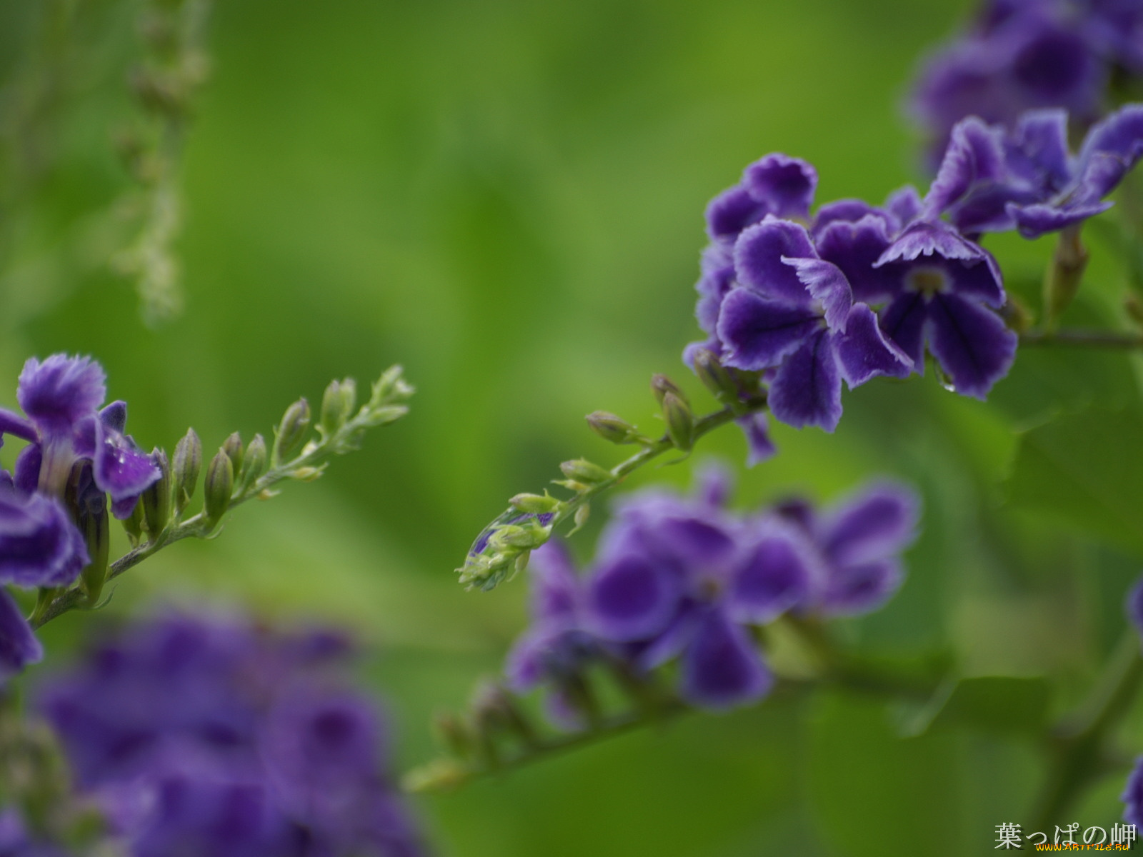 цветы, дуранта