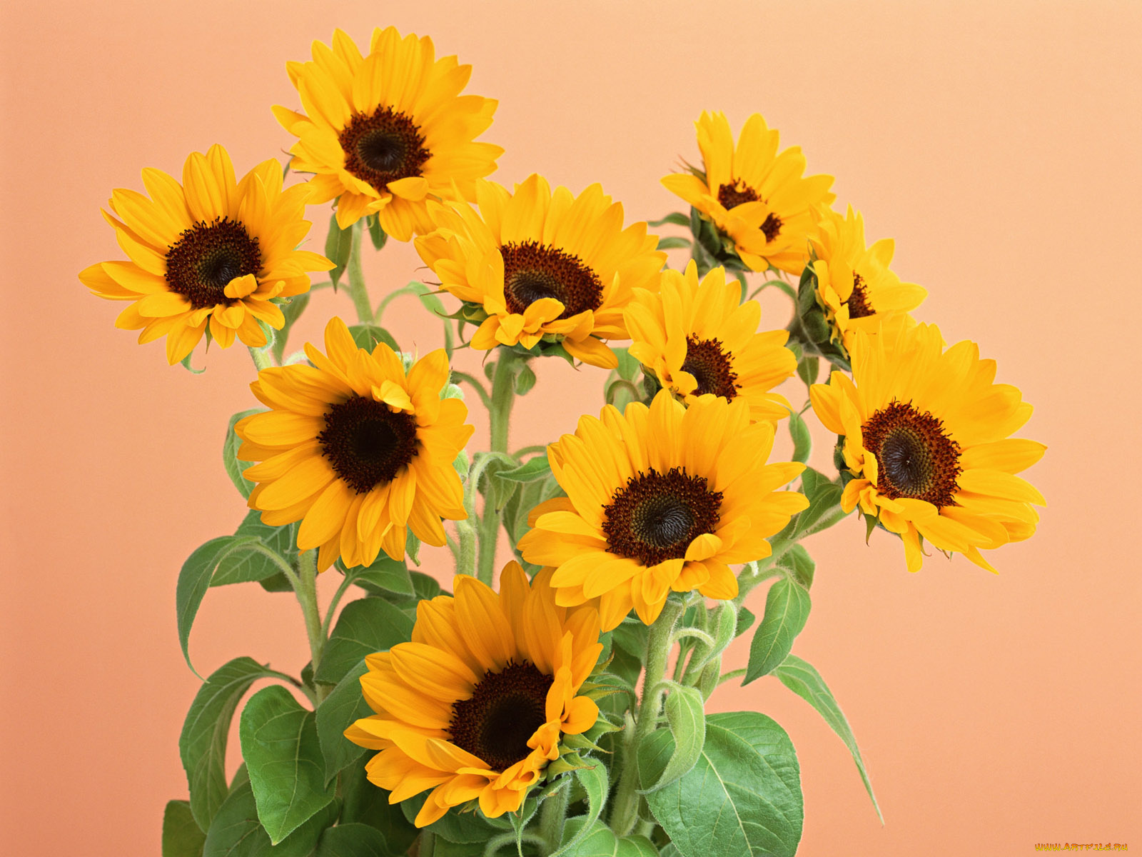 цветы, подсолнухи