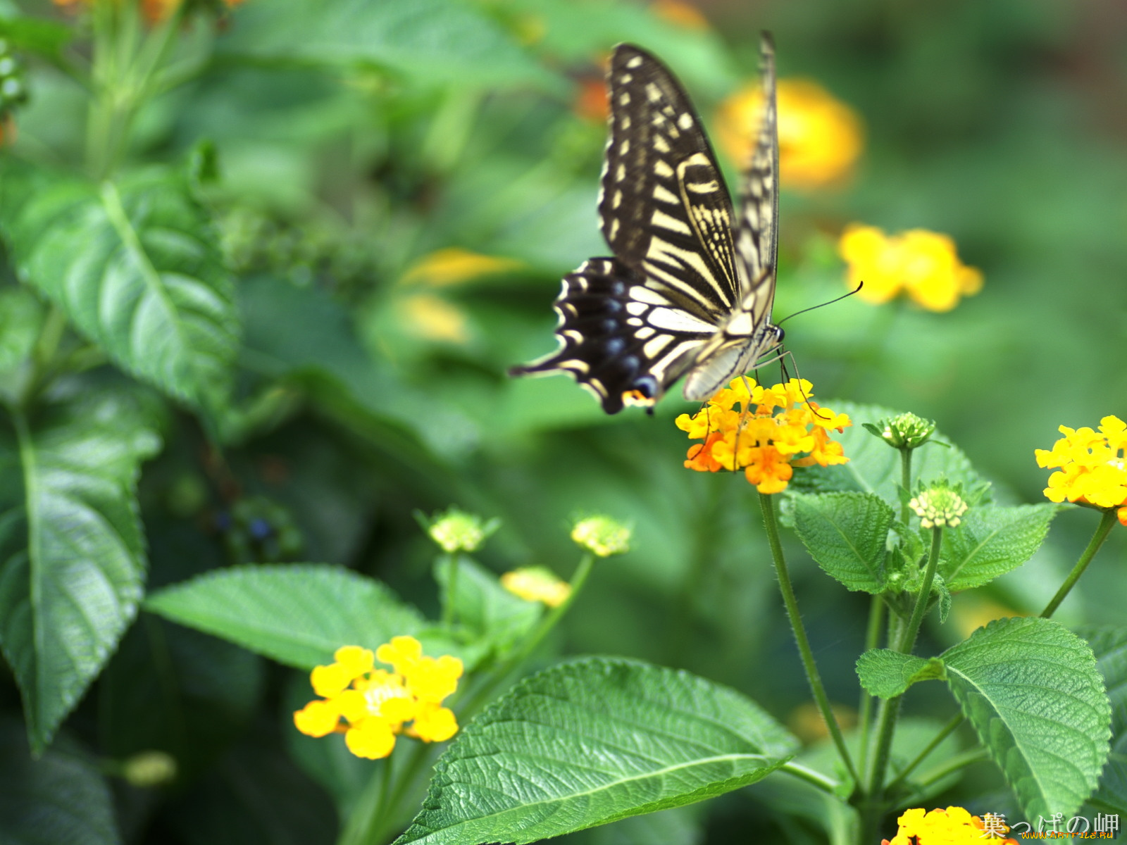 животные, бабочки