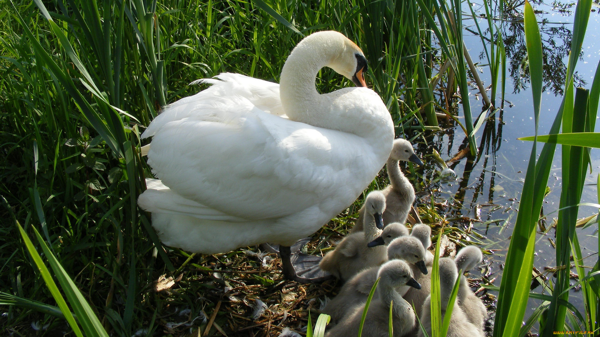 животные, лебеди