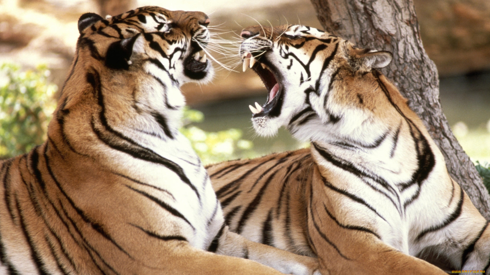животные, тигры