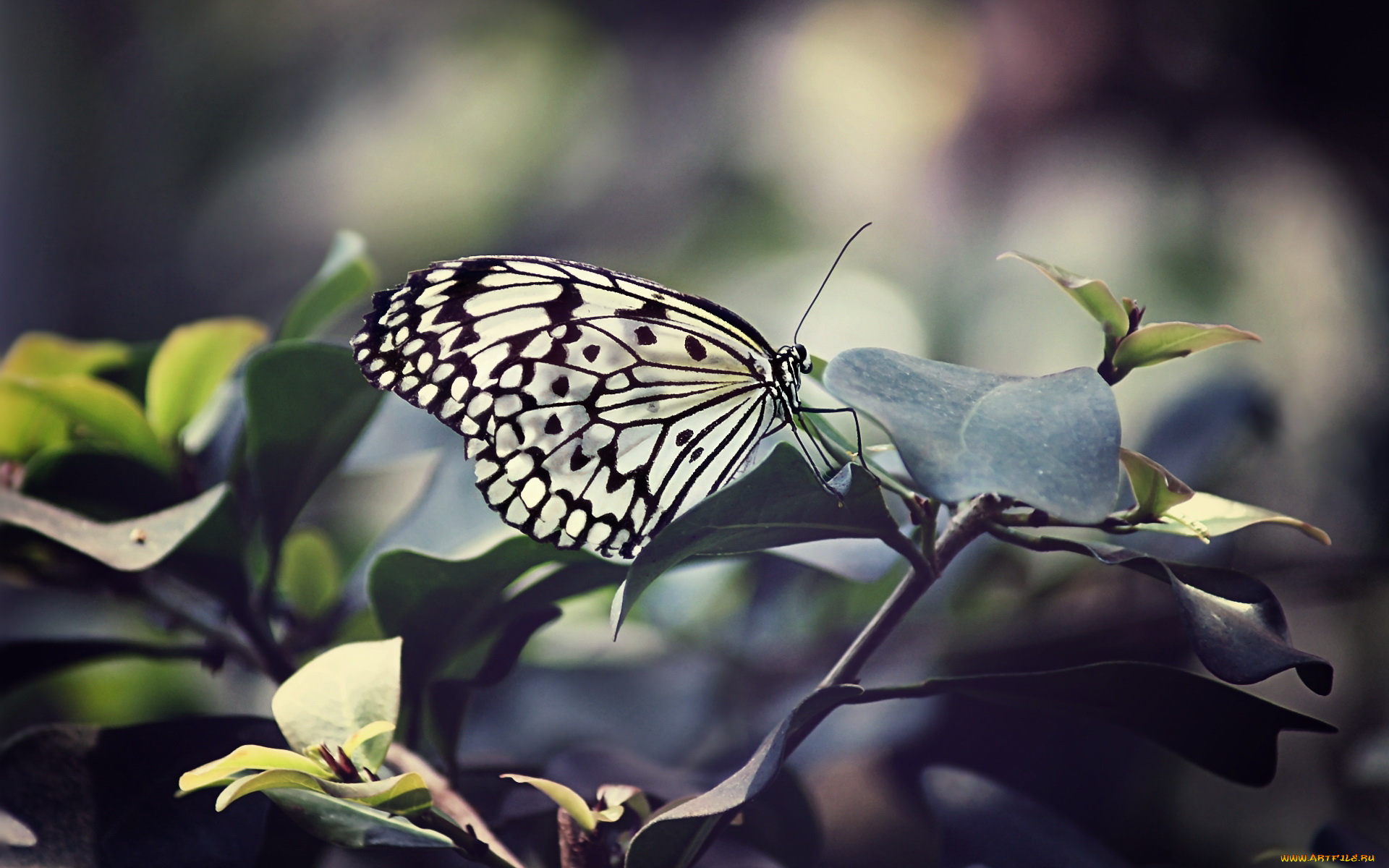 животные, бабочки