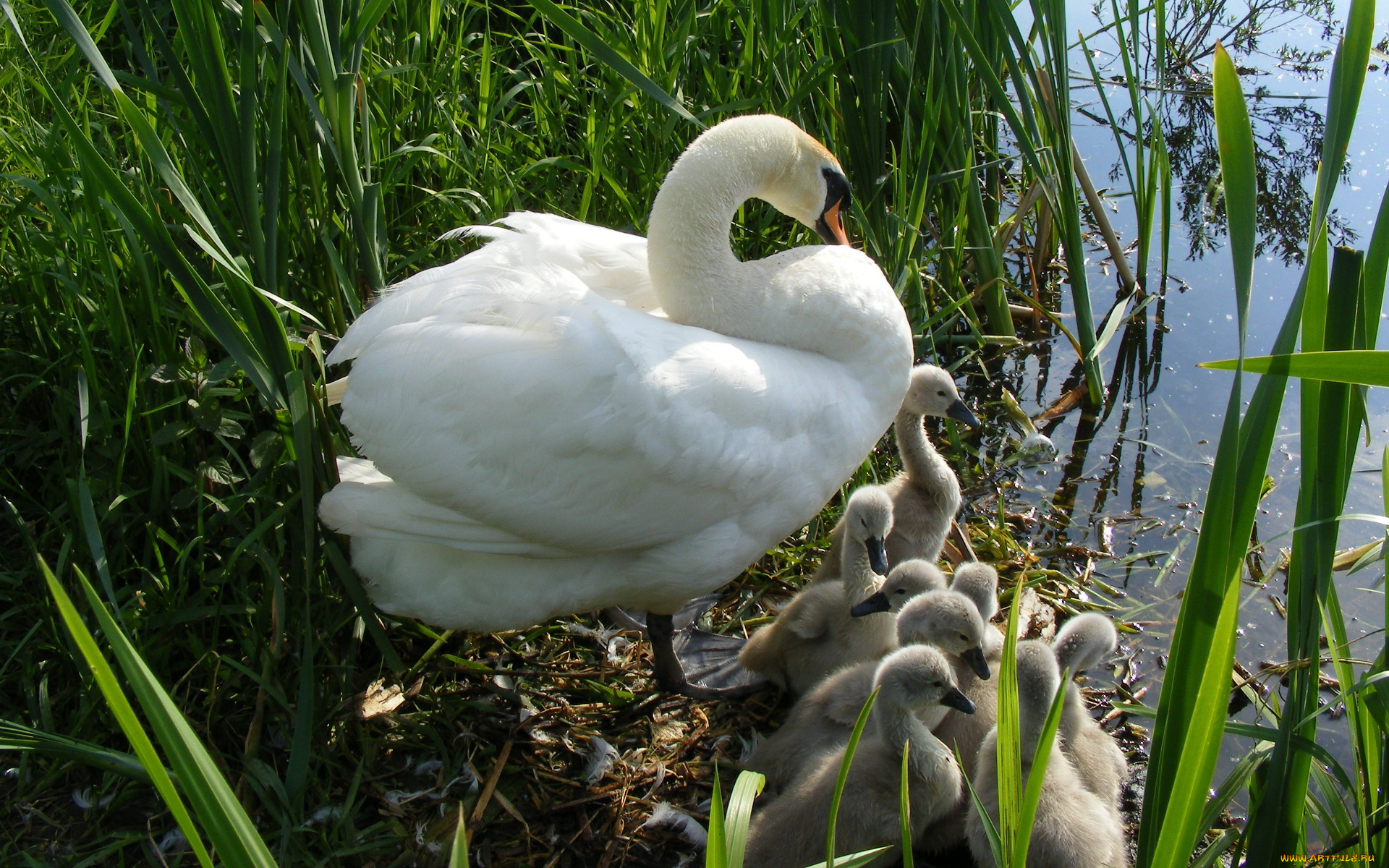 животные, лебеди