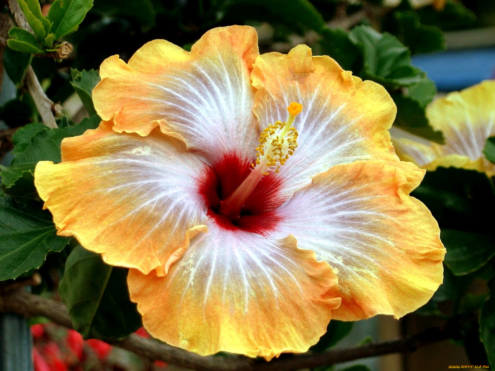 цветы, гибискусы, большой, желтый, экзотика, лепестки