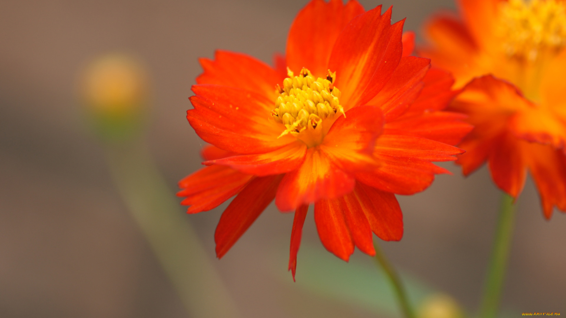 цветы, космея, оранжевый