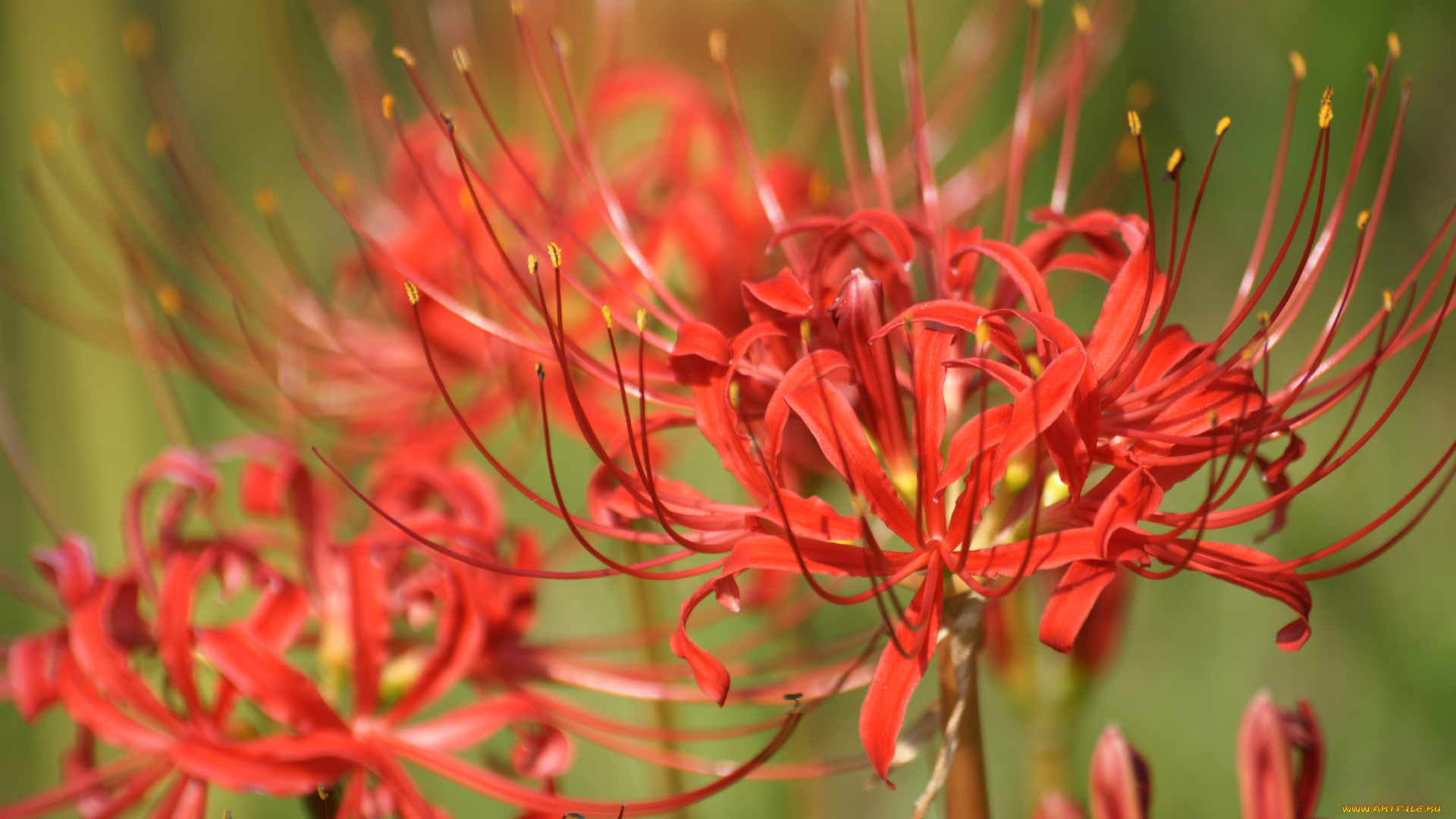 цветы, лилии, лилейники, острые