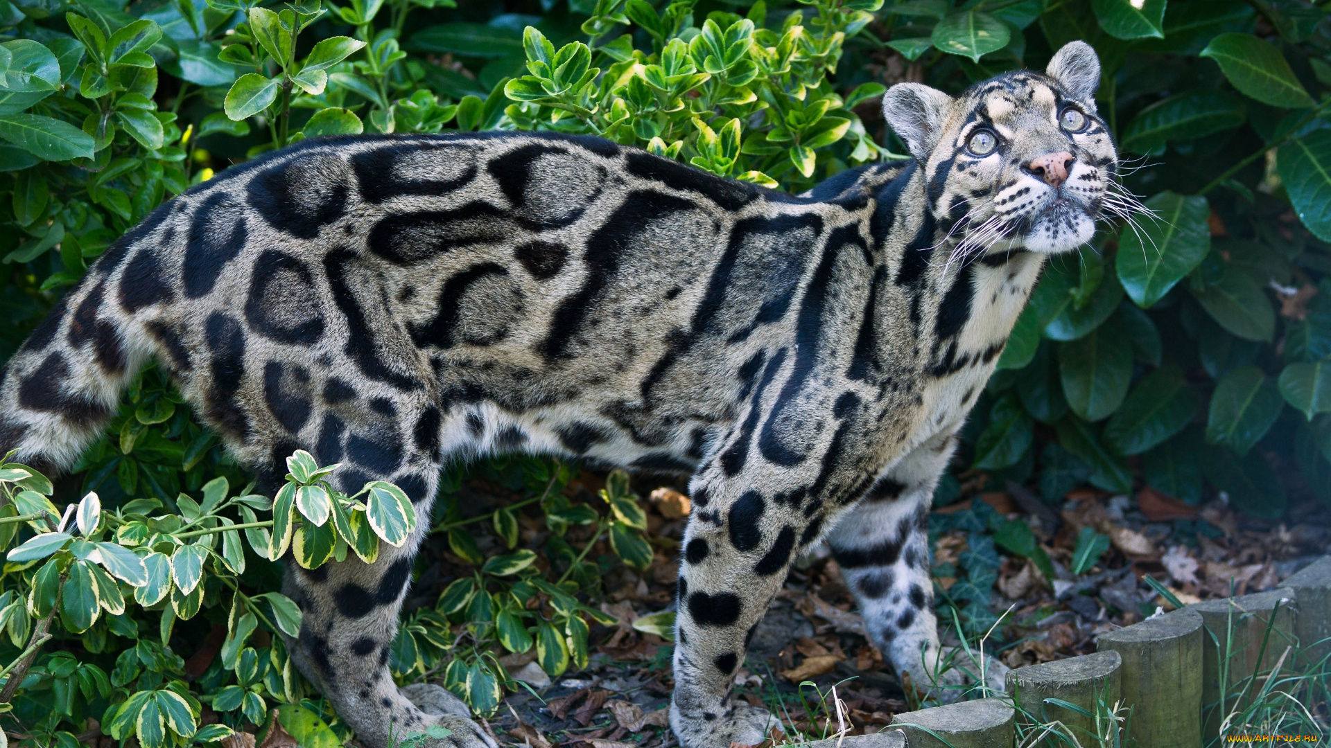 дымчатый, леопард, животные, леопарды, пятна, взгляд