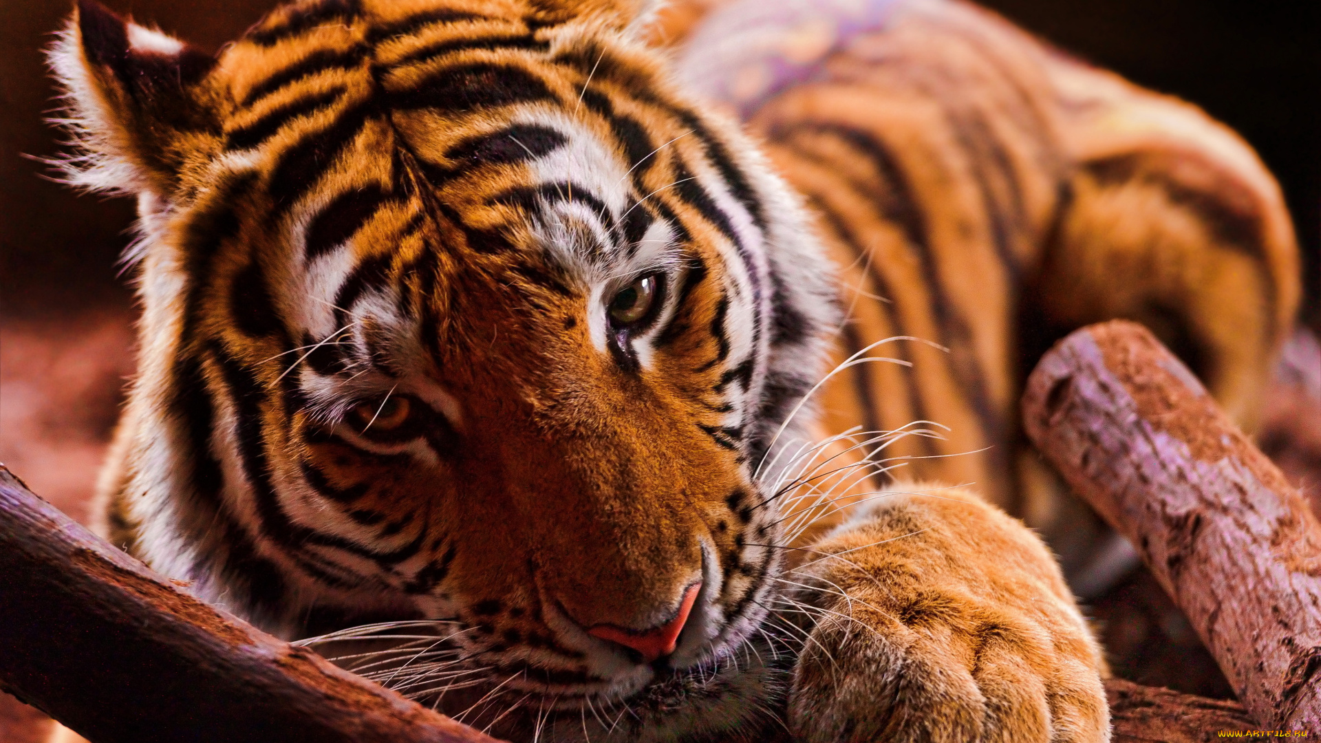 животные, тигры, тигр