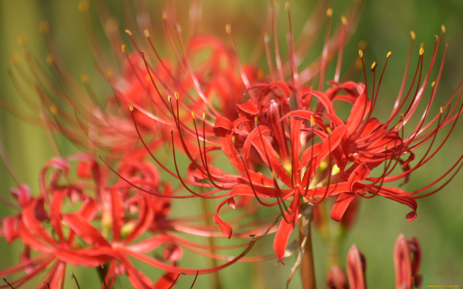 цветы, лилии, лилейники, острые