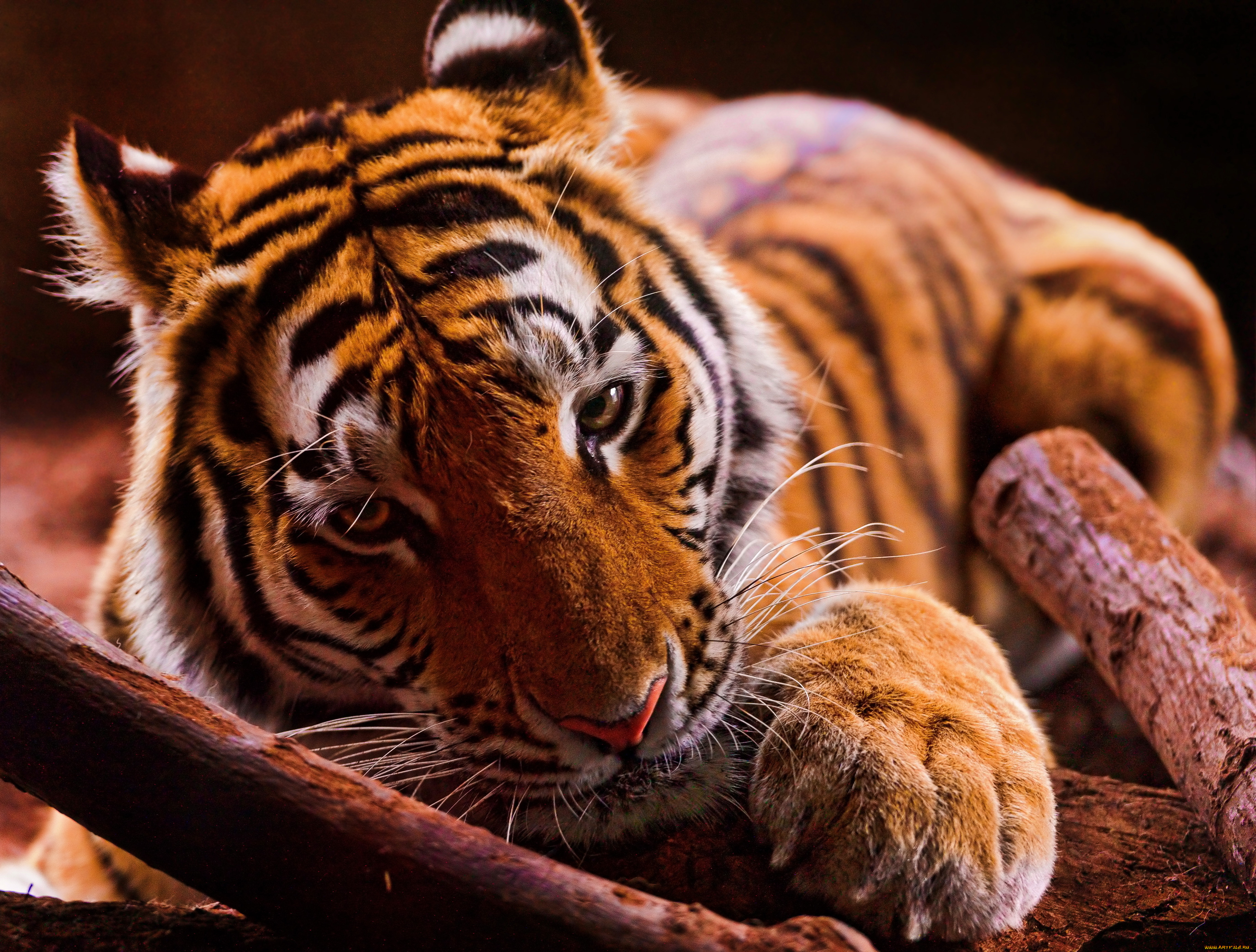 животные, тигры, тигр