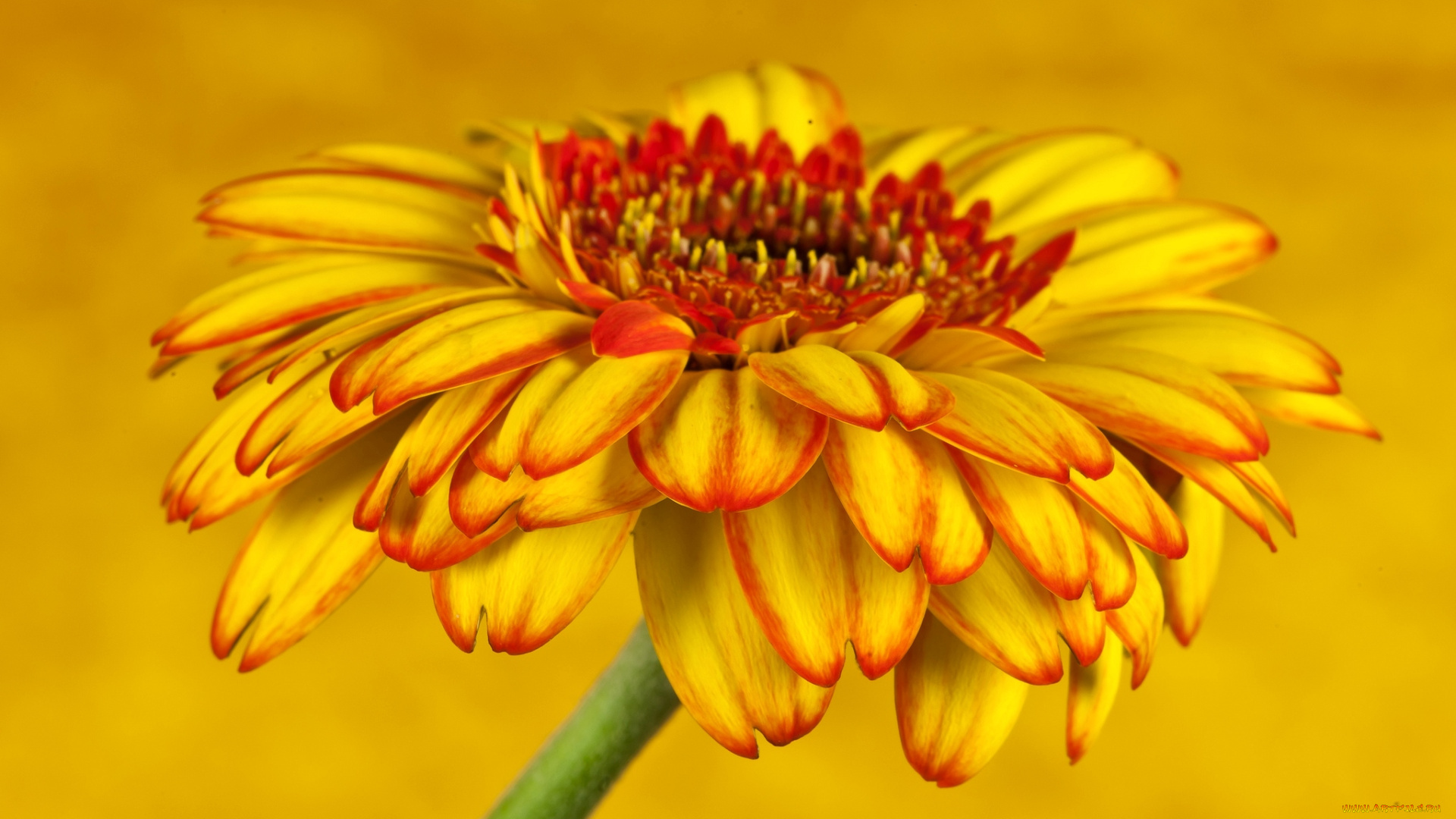 цветы, герберы, желтый