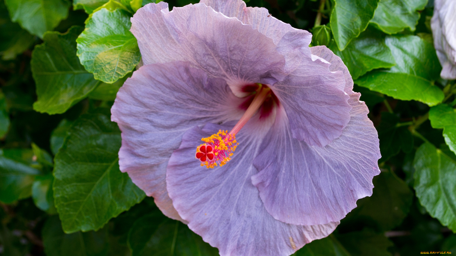 цветы, гибискусы, сиреневый, макро