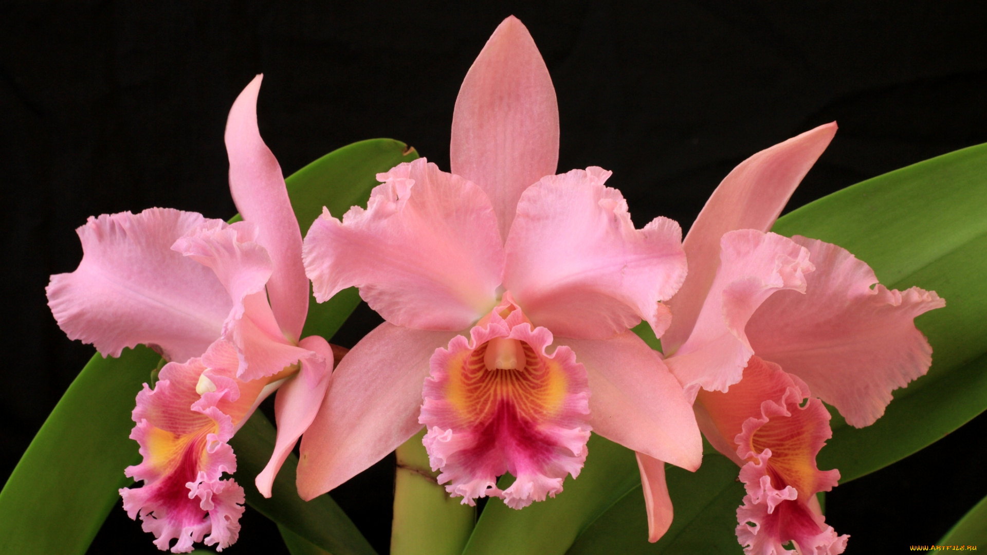 цветы, орхидеи, экзотика
