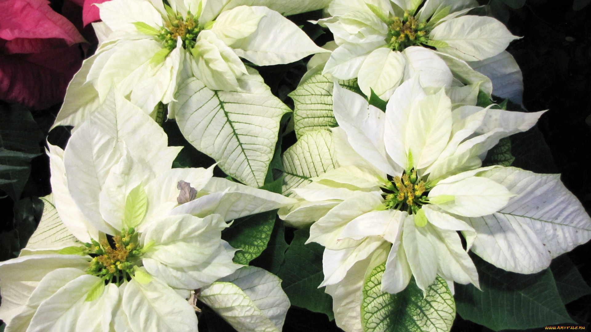 цветы, пуансеттия, лепестки