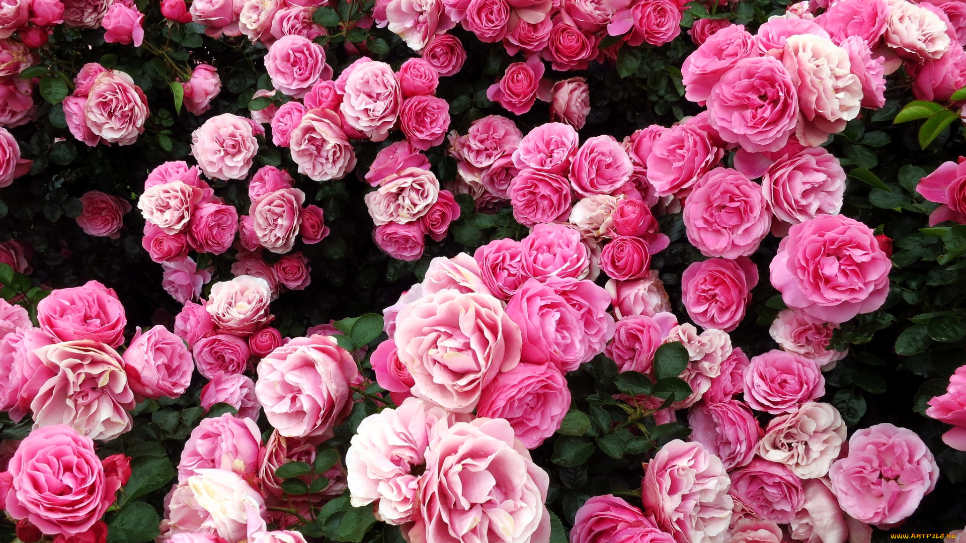 цветы, розы, много, розовый