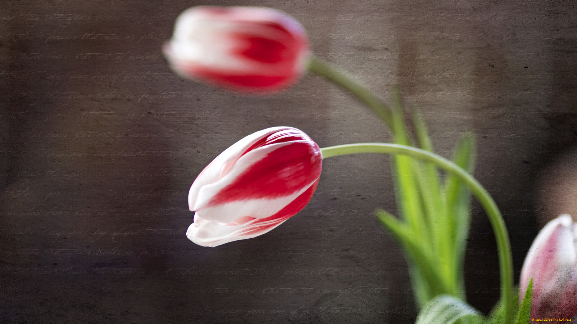 цветы, тюльпаны, текстура, пестрый