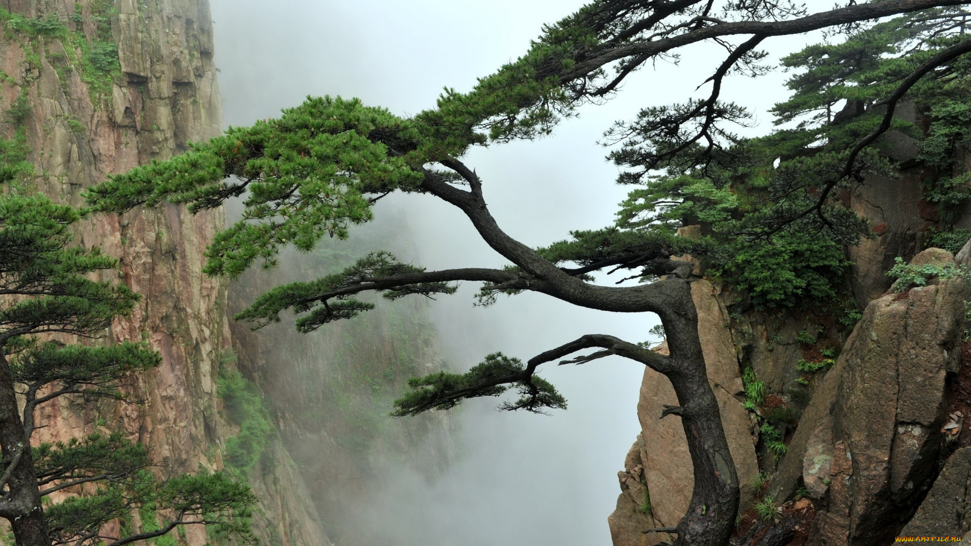 природа, горы, сосны