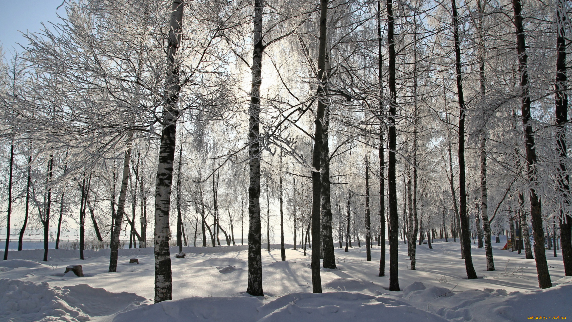 природа, зима, лес, снег