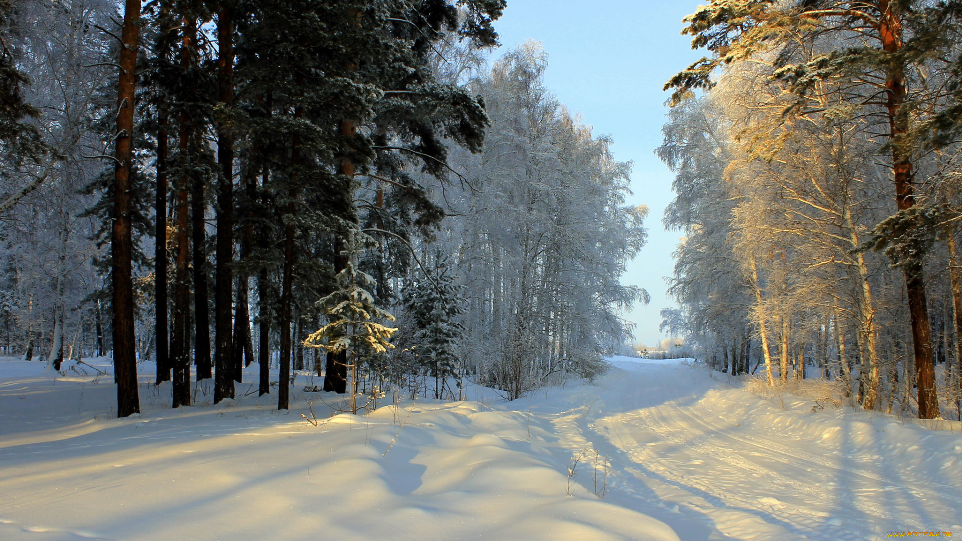 природа, зима, снег, лес