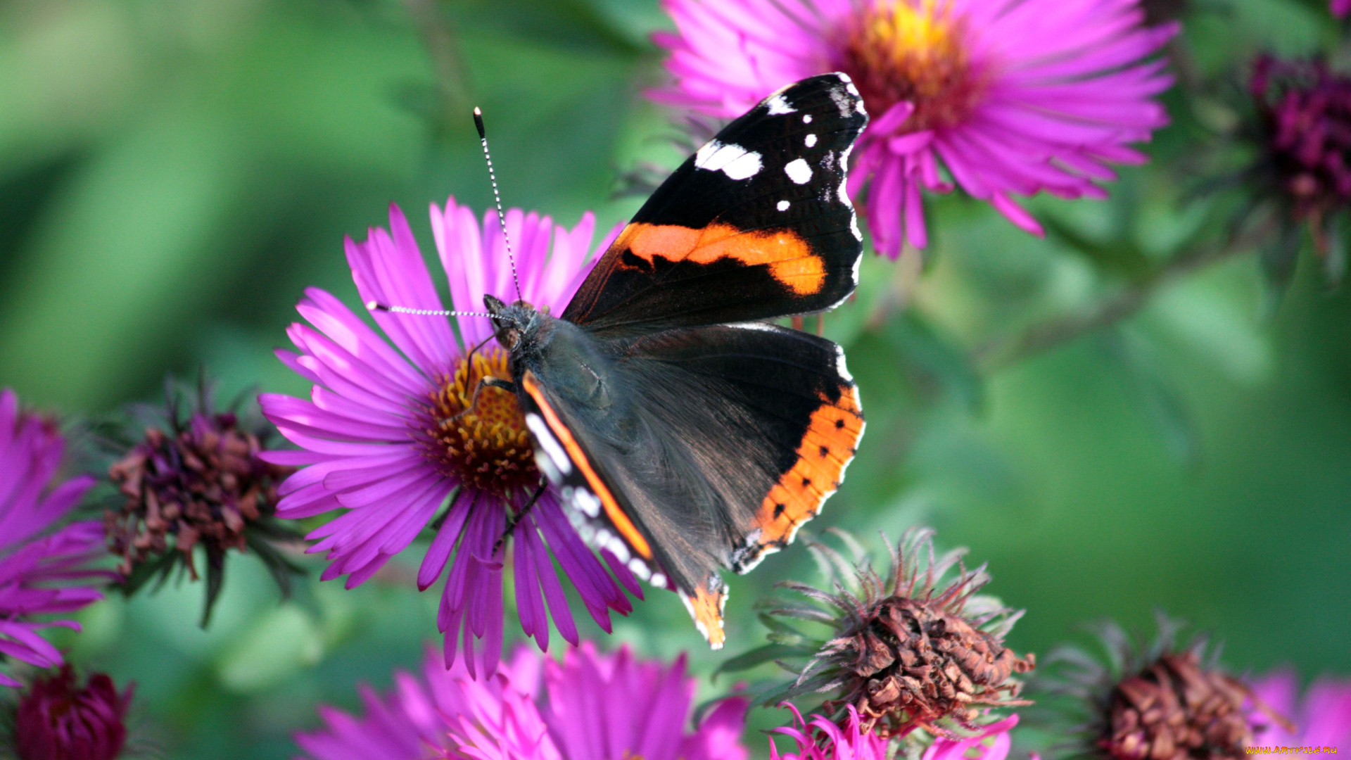 животные, бабочки, крылья, цветы