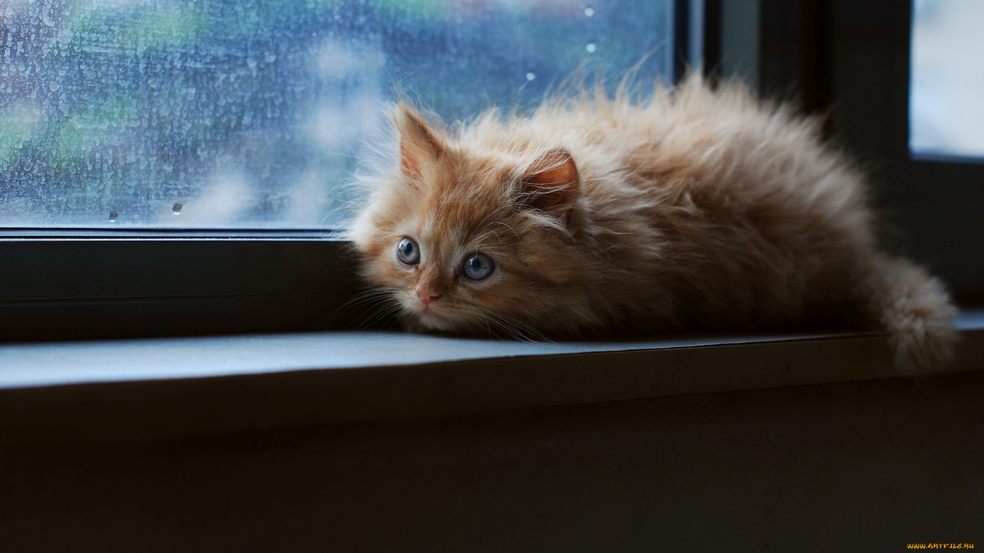 животные, коты, котенок, рыжий, окно