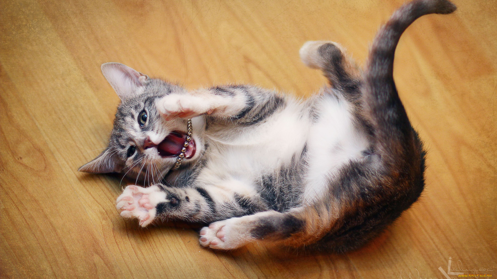 животные, коты, котёнок