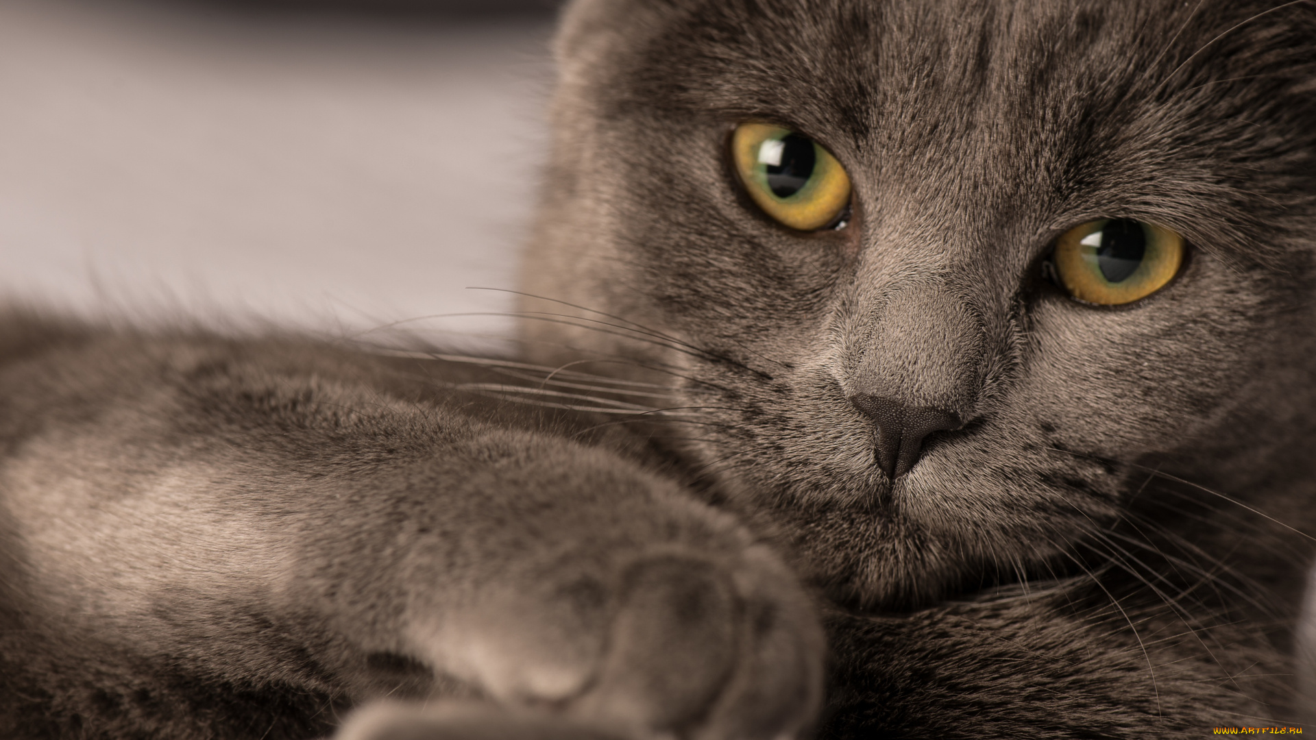 животные, коты, портрет, взгляд