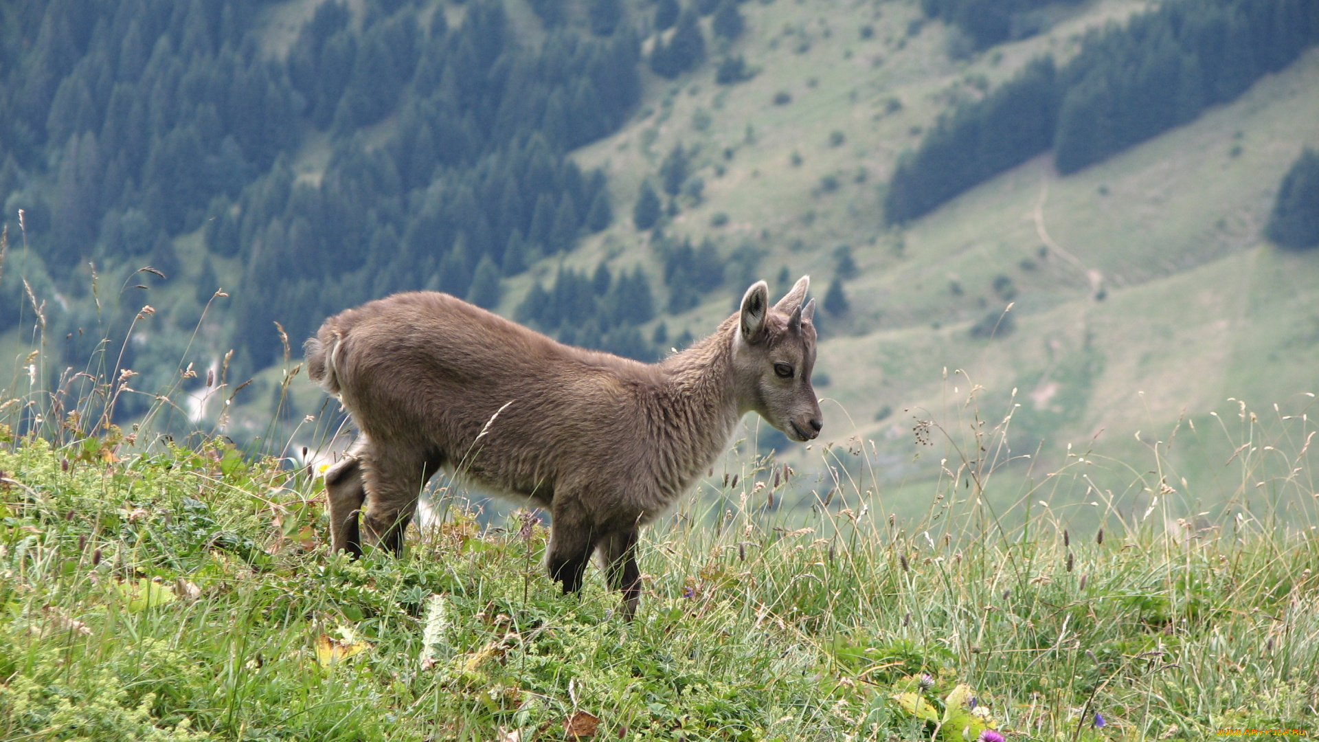 животные, козы, ибекс, альпийский, козёл
